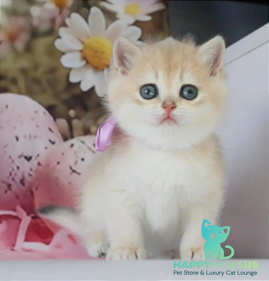 Fifa British Shorthair female blue golden chinchilla live animals