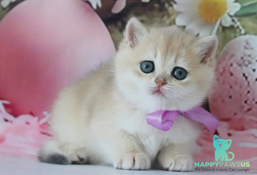 Fifa British Shorthair female blue golden chinchilla live animals