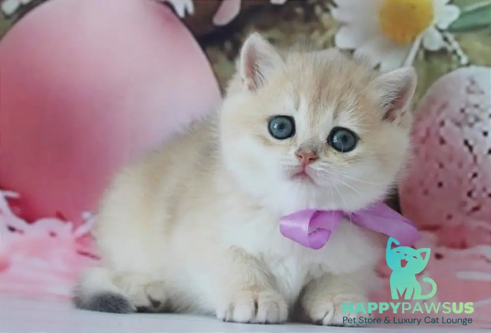Fifa British Shorthair female blue golden chinchilla live animals