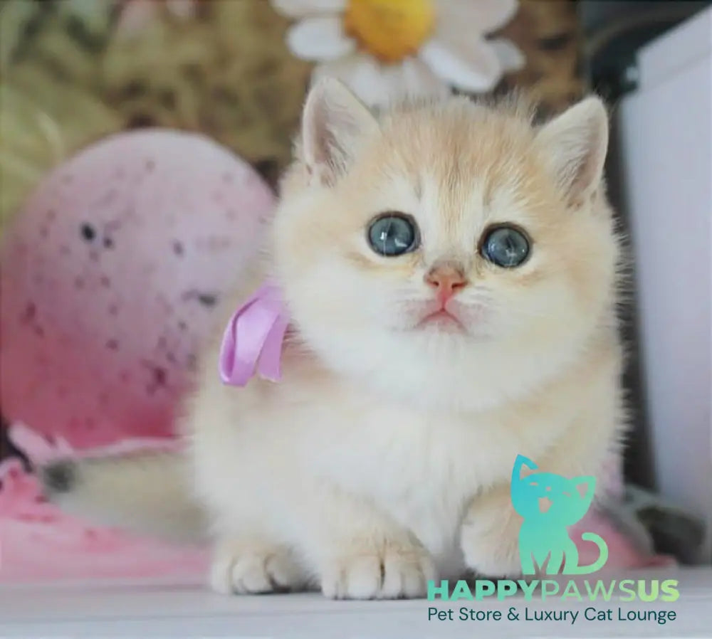 Fifa British Shorthair female blue golden chinchilla live animals
