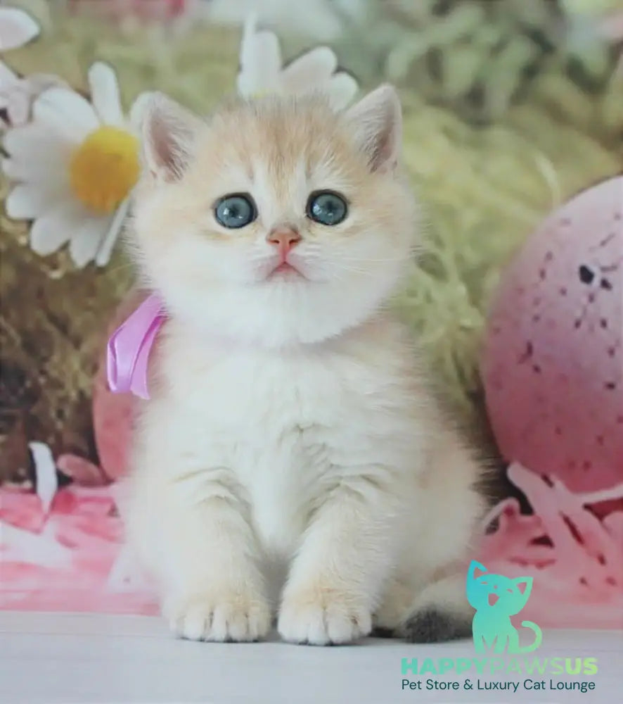 Fifa British Shorthair female blue golden chinchilla live animals