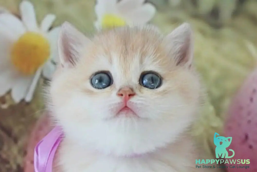 Fifa British Shorthair female blue golden chinchilla live animals
