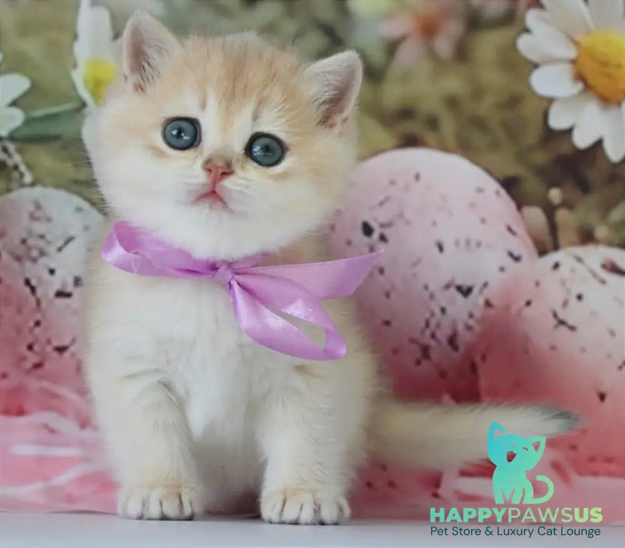 Fifa British Shorthair female blue golden chinchilla live animals