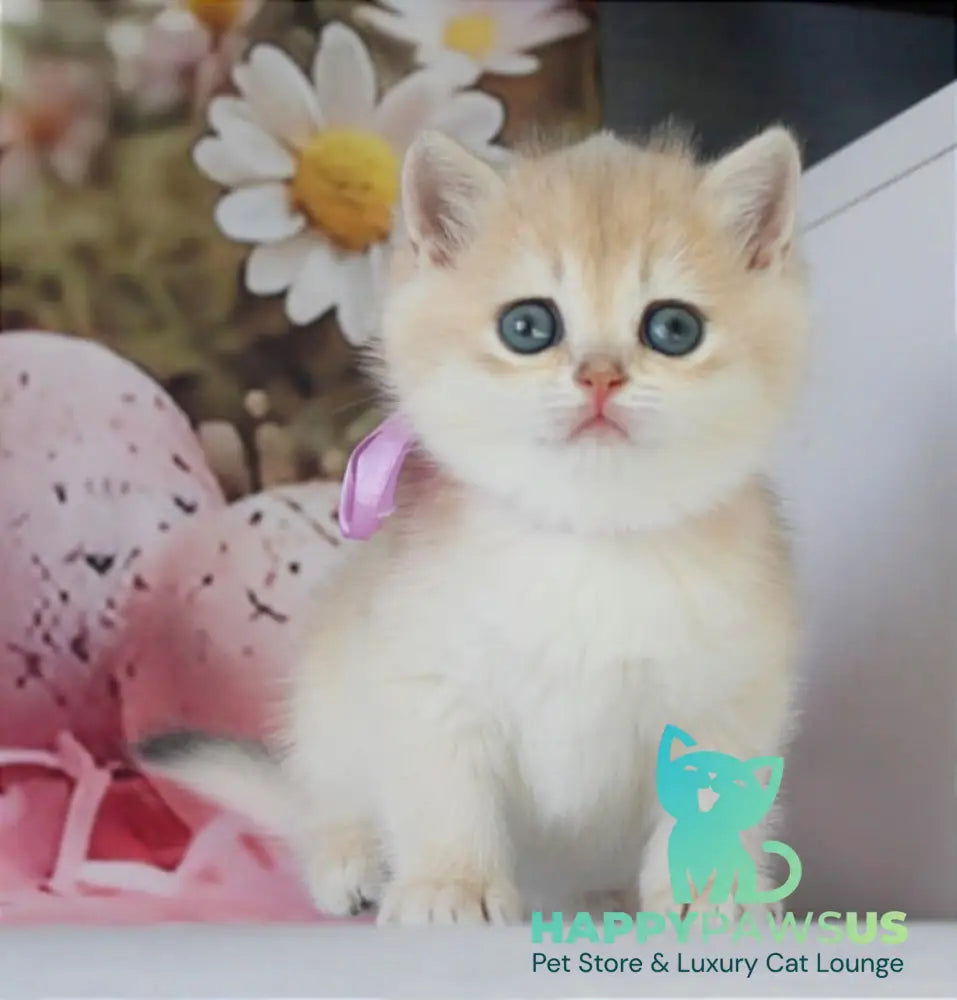 Fifa British Shorthair female blue golden chinchilla live animals