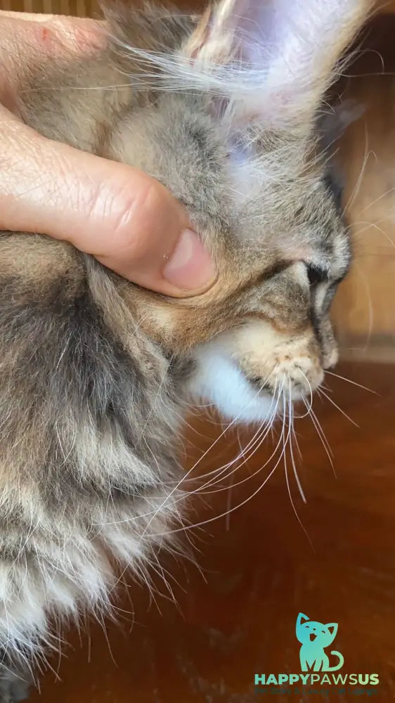 Fifa Maine Coon female black tortie tabby - live animals