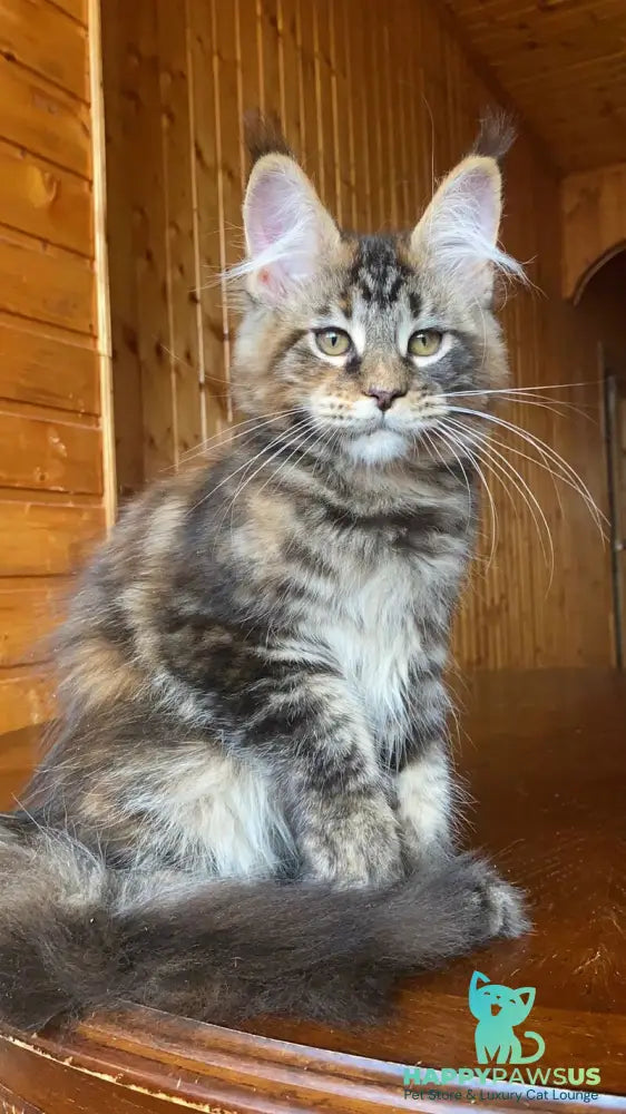 Fifa Maine Coon female black tortie tabby - live animals
