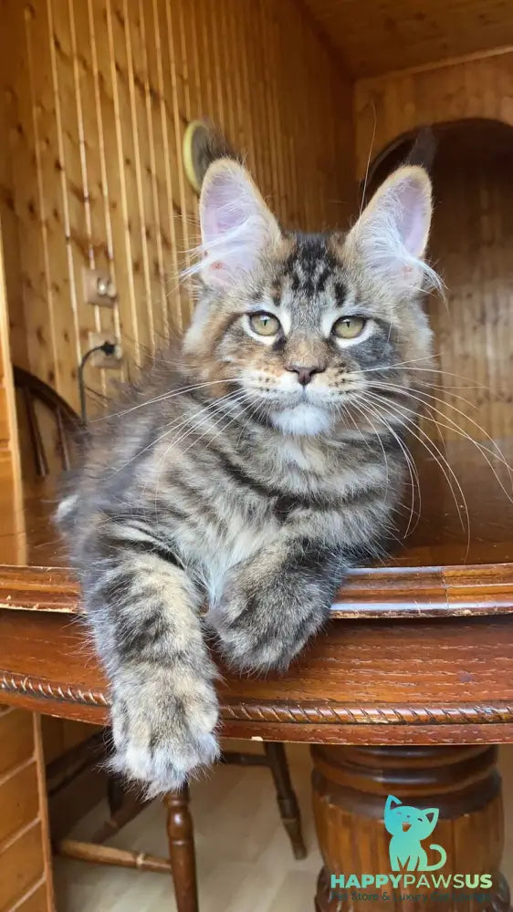 Fifa Maine Coon female black tortie tabby - live animals