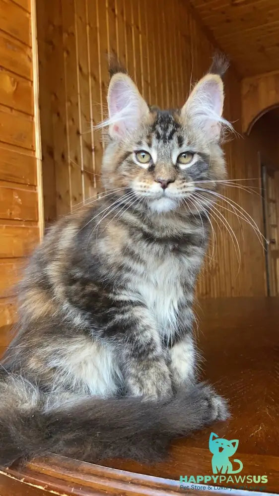 Fifa Maine Coon female black tortie tabby - live animals