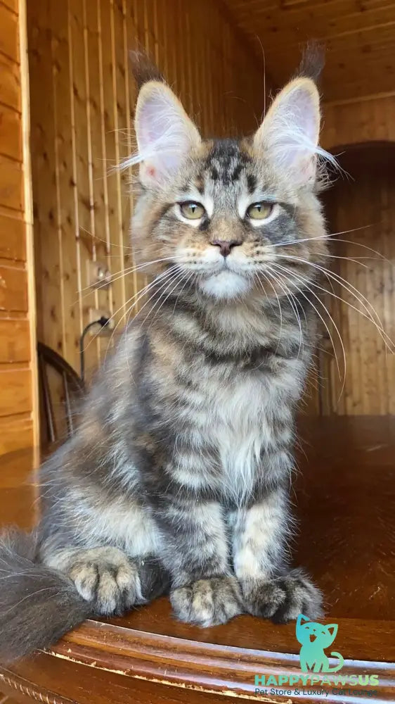 Fifa Maine Coon female black tortie tabby - live animals