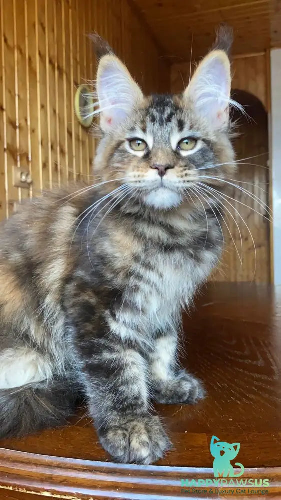 Fifa Maine Coon female black tortie tabby - live animals