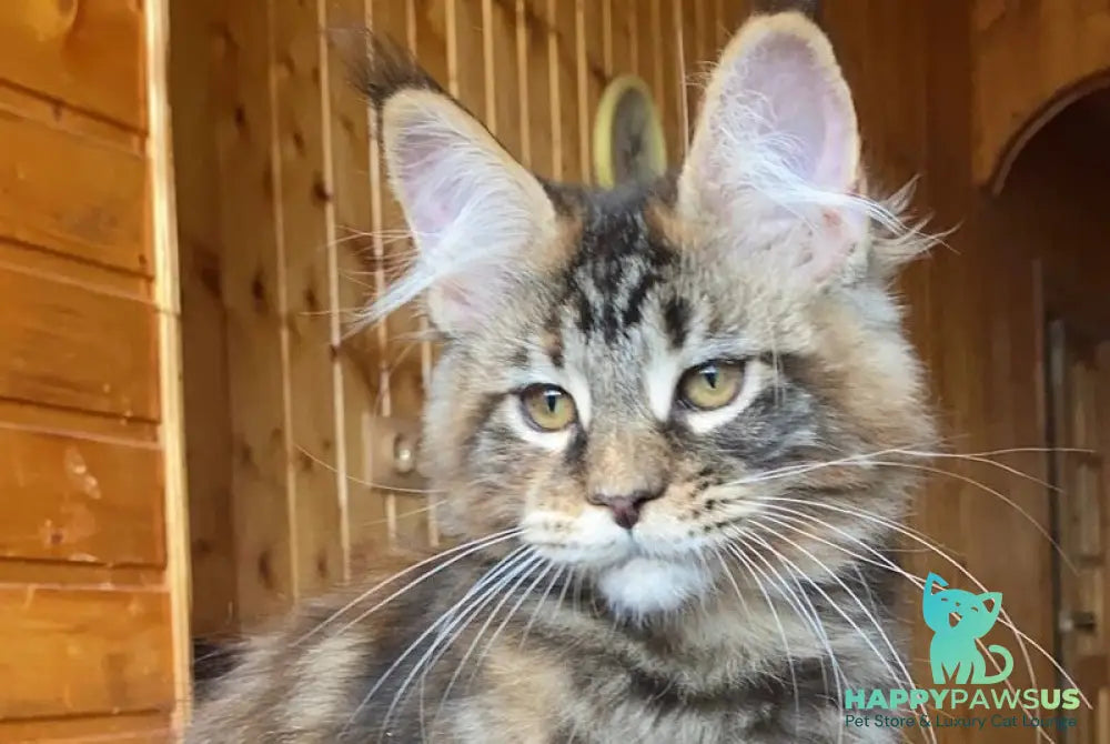 Fifa Maine Coon female black tortie tabby - live animals