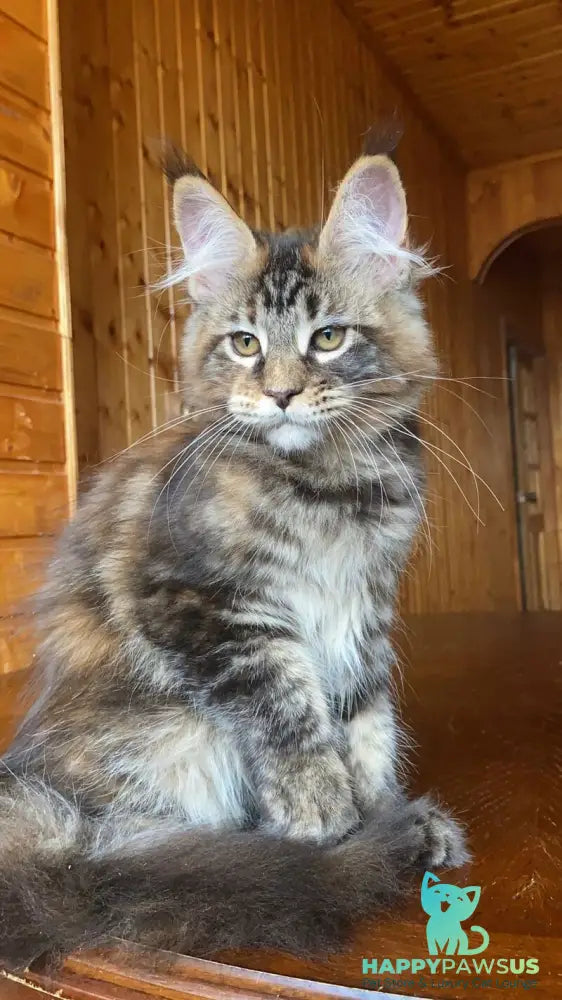 Fifa Maine Coon female black tortie tabby - live animals