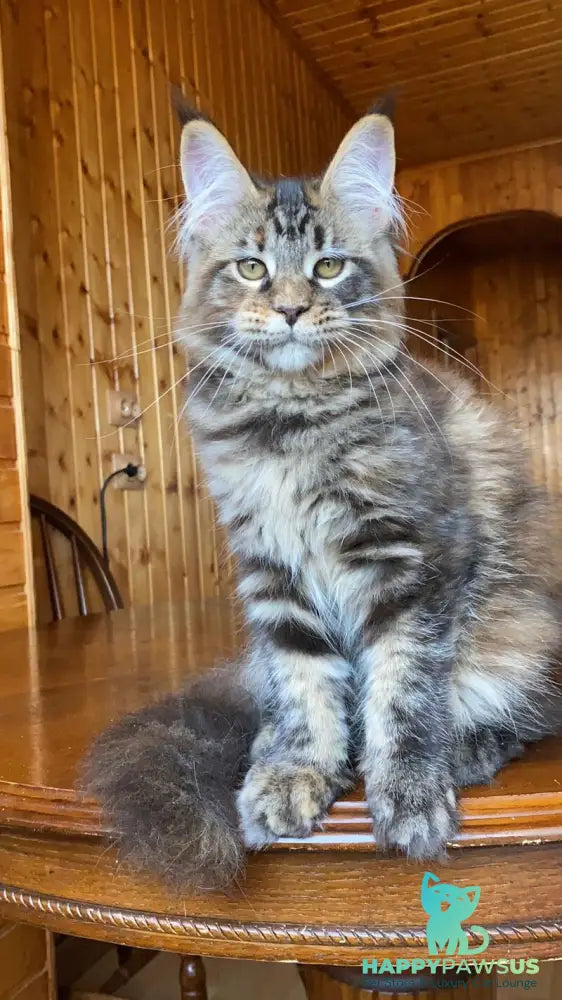 Fifa Maine Coon female blue tortie tabby - live animals