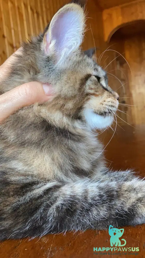 Fifa Maine Coon female blue tortie tabby - live animals