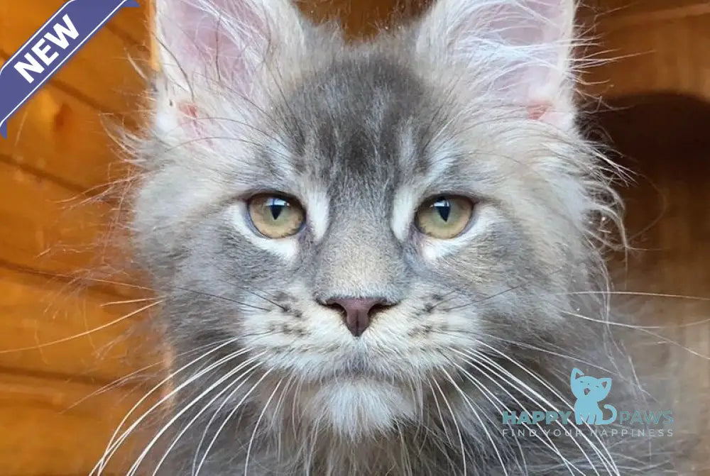 Fifa Maine Coon female blue tortie tabby - live animals