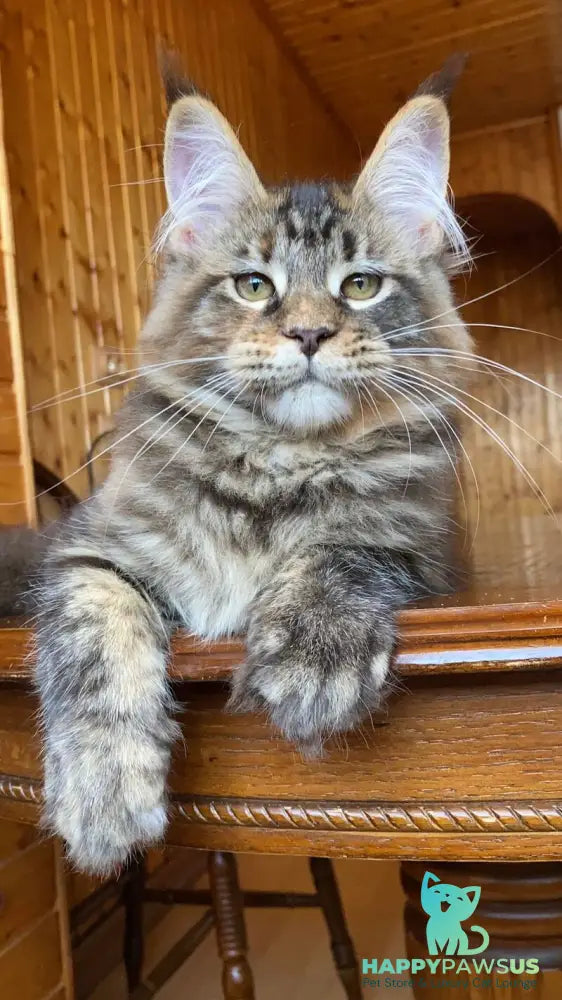 Fifa Maine Coon female blue tortie tabby - live animals