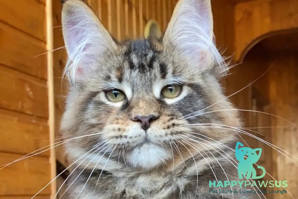 Fifa Maine Coon female blue tortie tabby - live animals