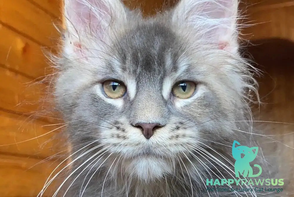 Fifa Maine Coon female blue tortie tabby - live animals