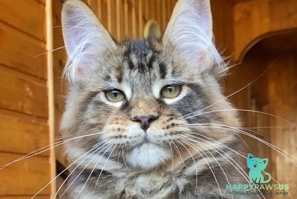 Fifa Maine Coon female blue tortie tabby - live animals