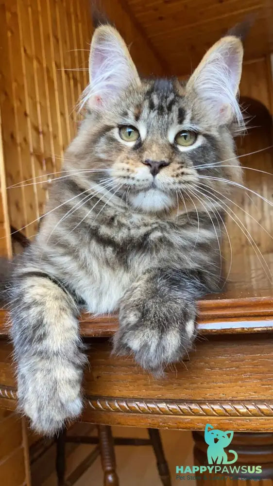 Fifa Maine Coon female blue tortie tabby - live animals