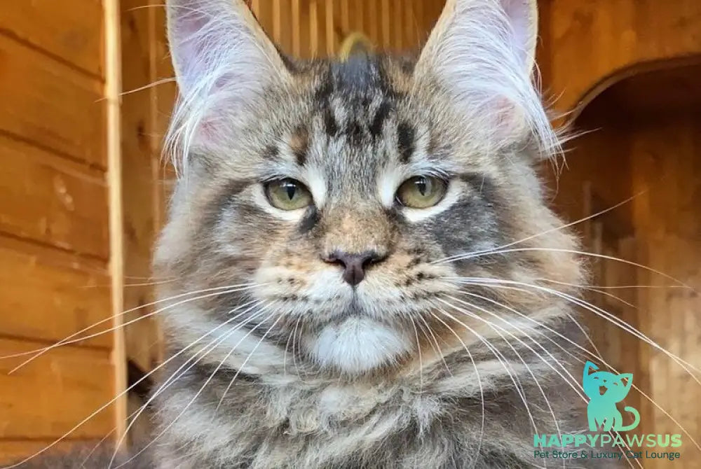 Fifa Maine Coon female blue tortie tabby - live animals