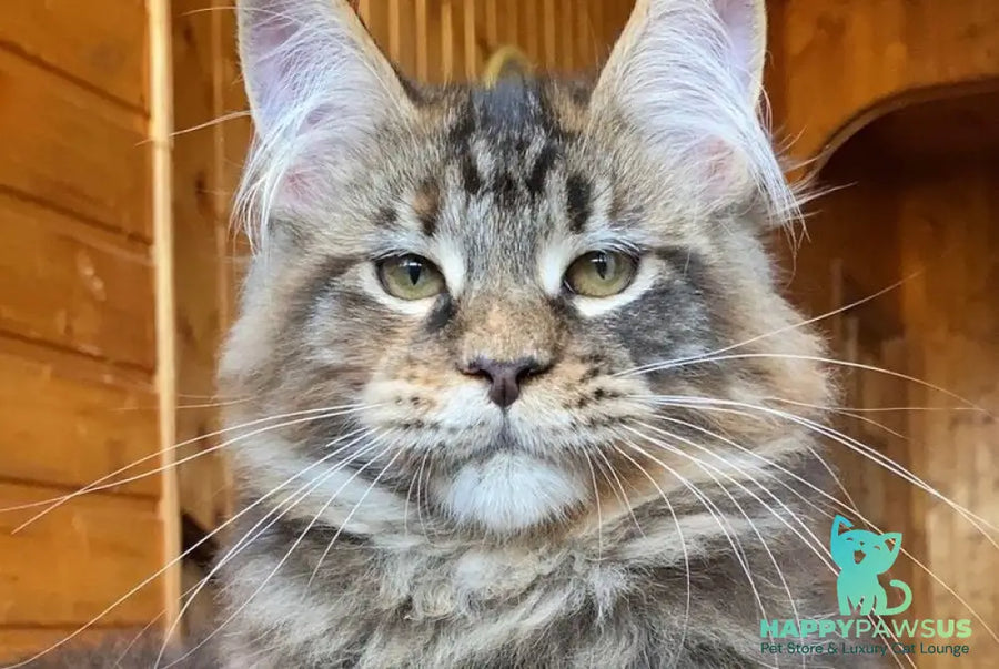 Fifa Maine Coon female blue tortie tabby - live animals