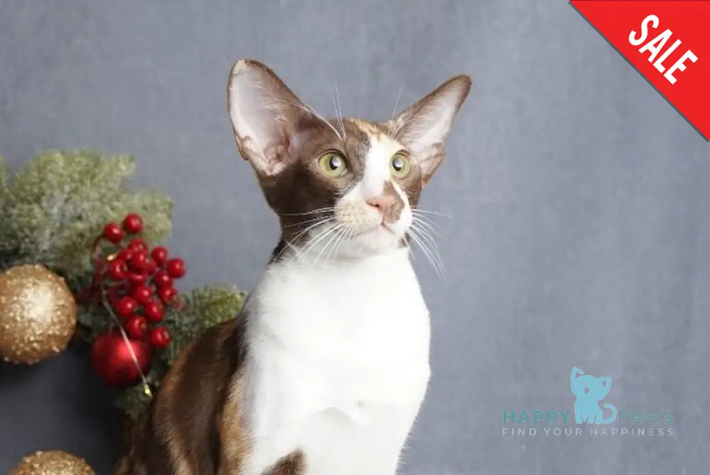 Fifa Oriental Shorthair female chocolate bicolour live animals