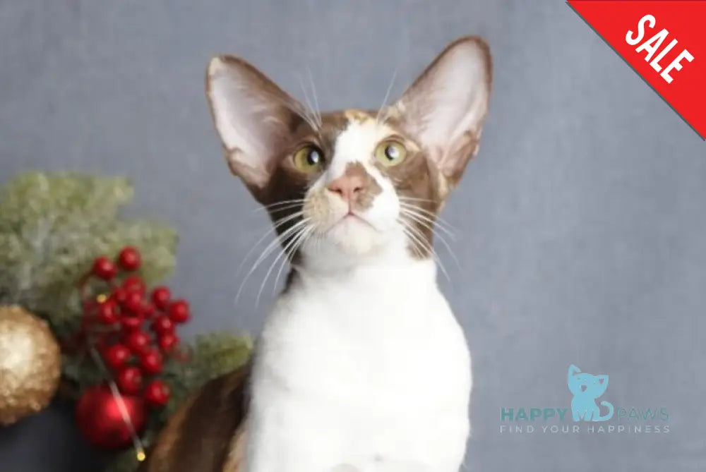 Fifa Oriental Shorthair female chocolate bicolour live animals