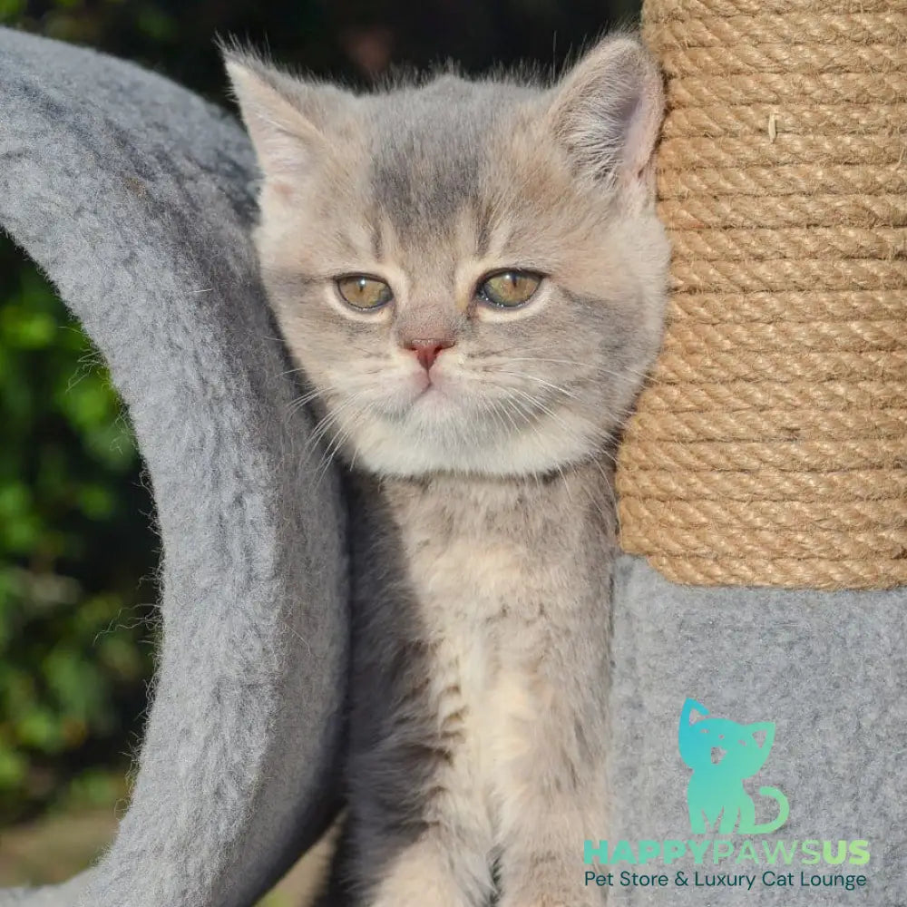 Fifa Scottish Straight female blue golden ticked tabby - live animals