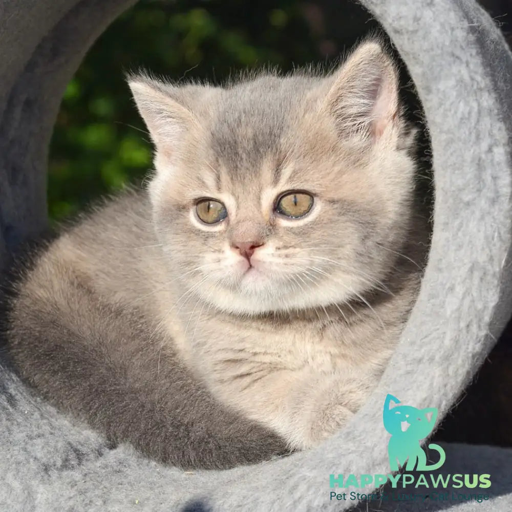 Fifa Scottish Straight female blue golden ticked tabby - live animals