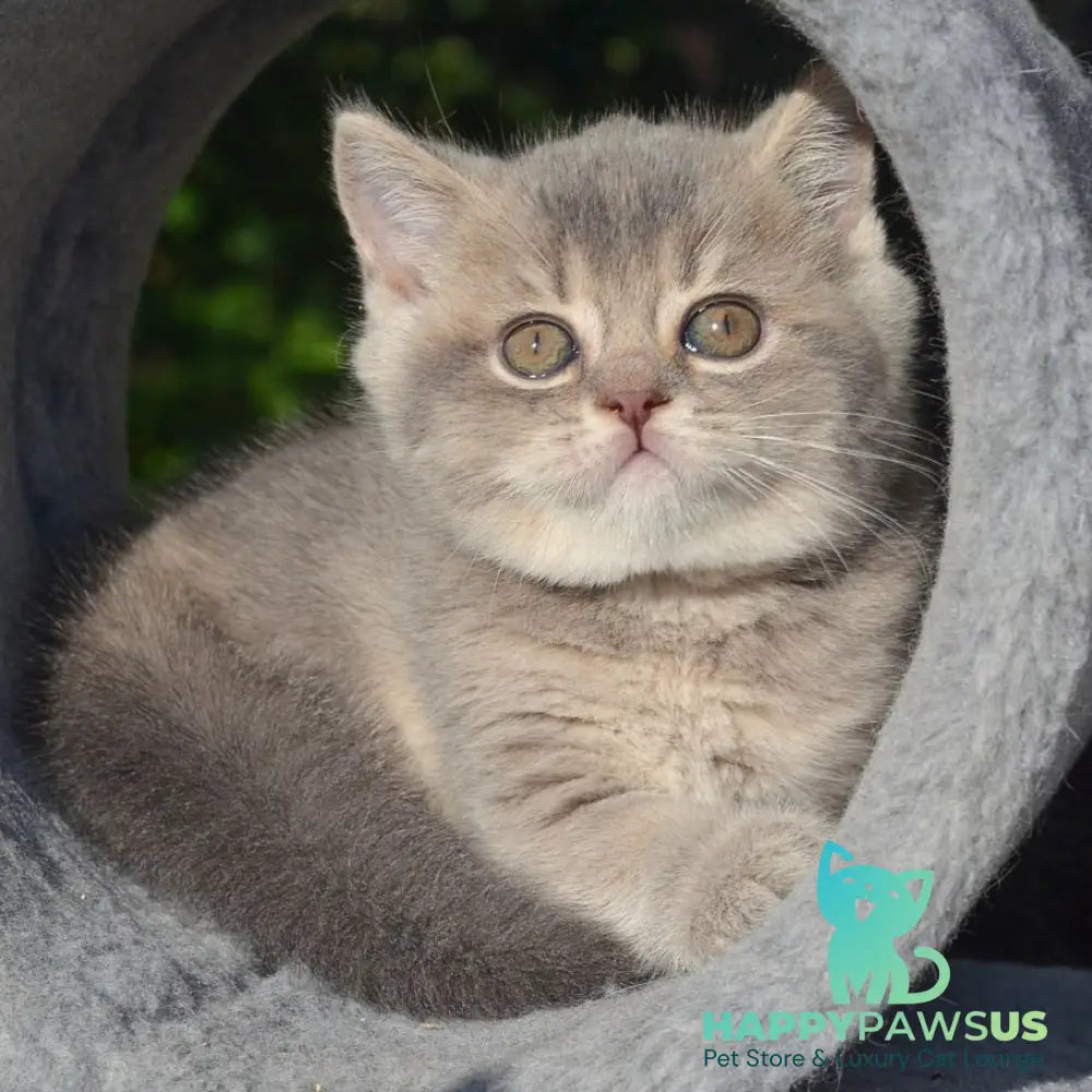 Fifa Scottish Straight female blue golden ticked tabby - live animals