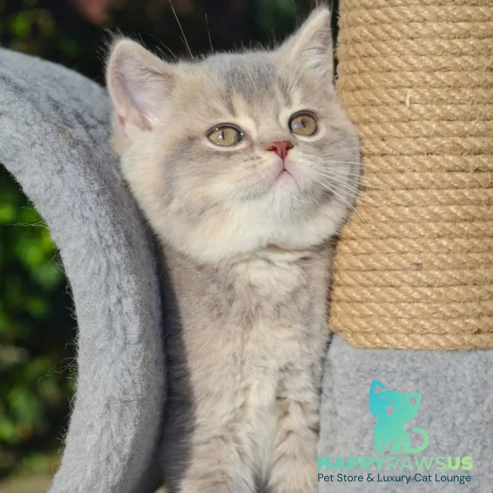Fifa Scottish Straight female blue golden ticked tabby - live animals