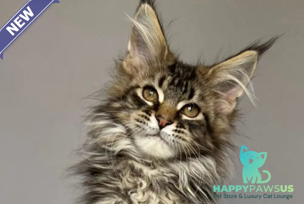 Fil Maine Coon male black tabby - live animals