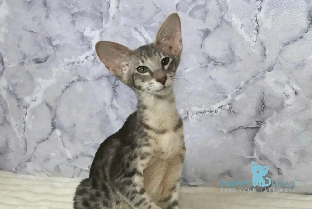 Fil Siamese male blue spotted tabby live animals