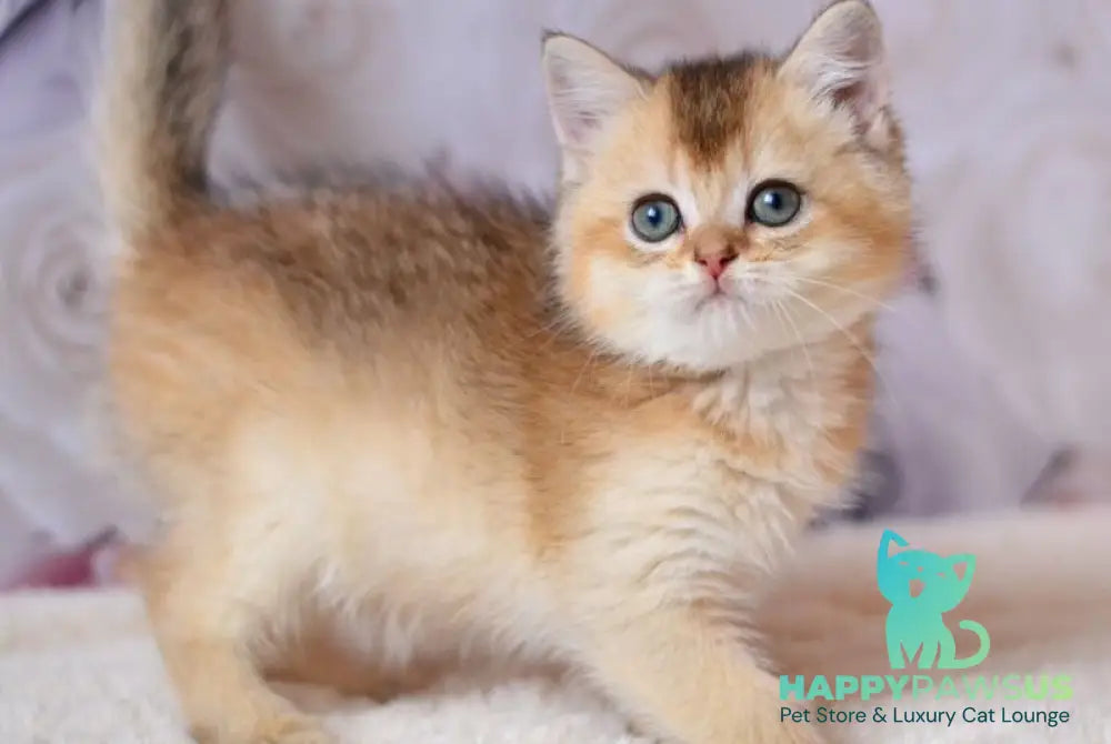 Filip British Shorthair male black golden ticked tabby - live animals