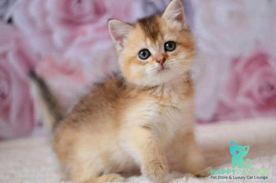 Filip British Shorthair male black golden ticked tabby - live animals