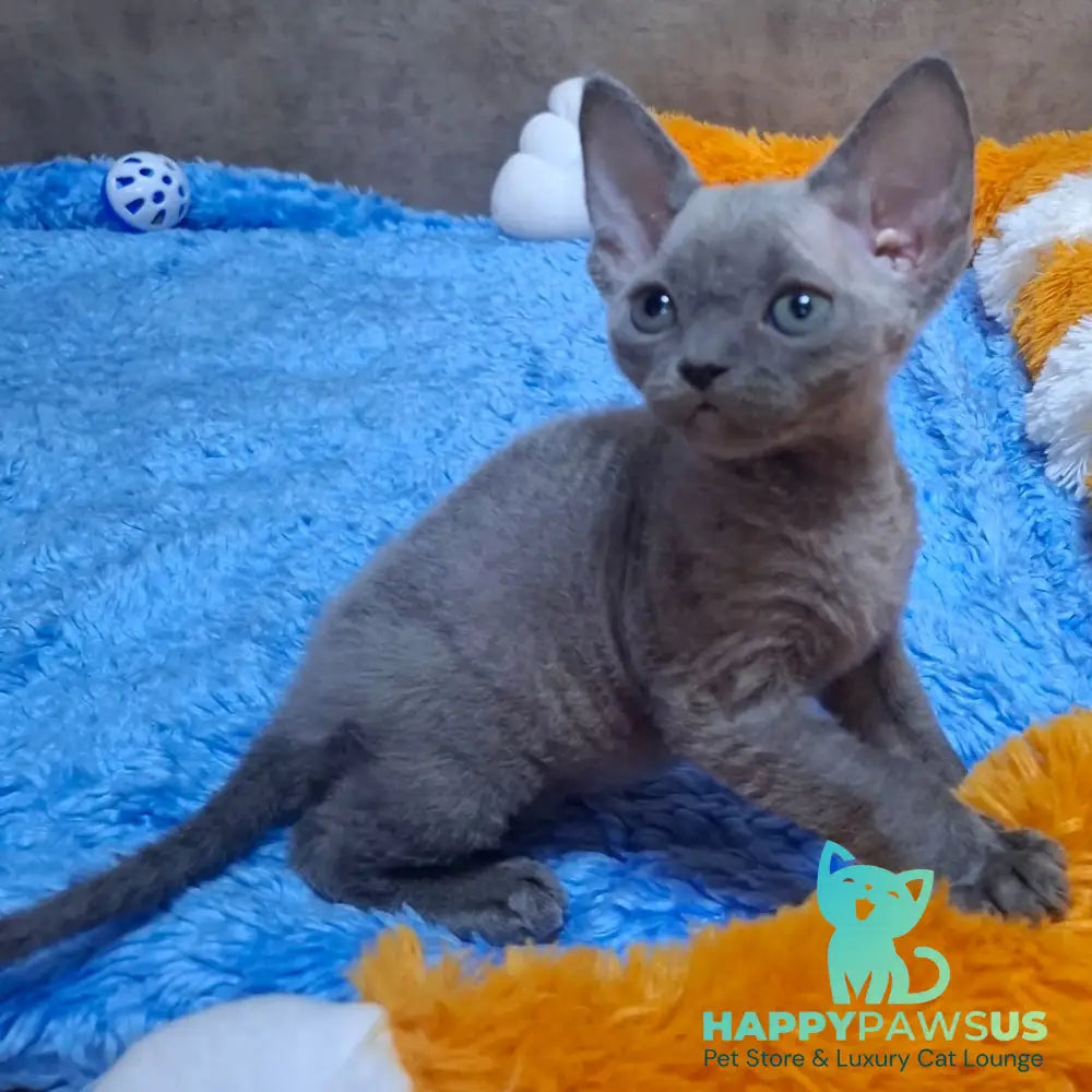 Filip Devon Rex male blue - live animals