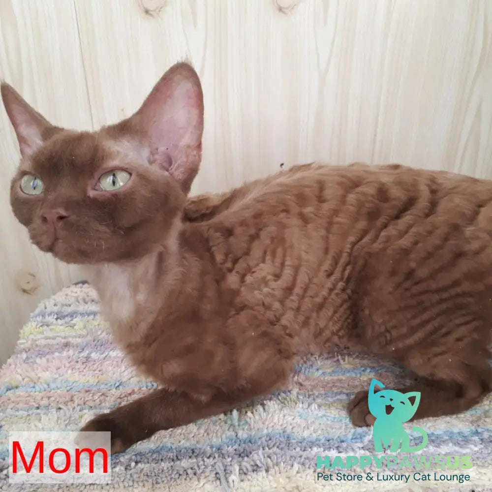 Filip Devon Rex male blue - live animals