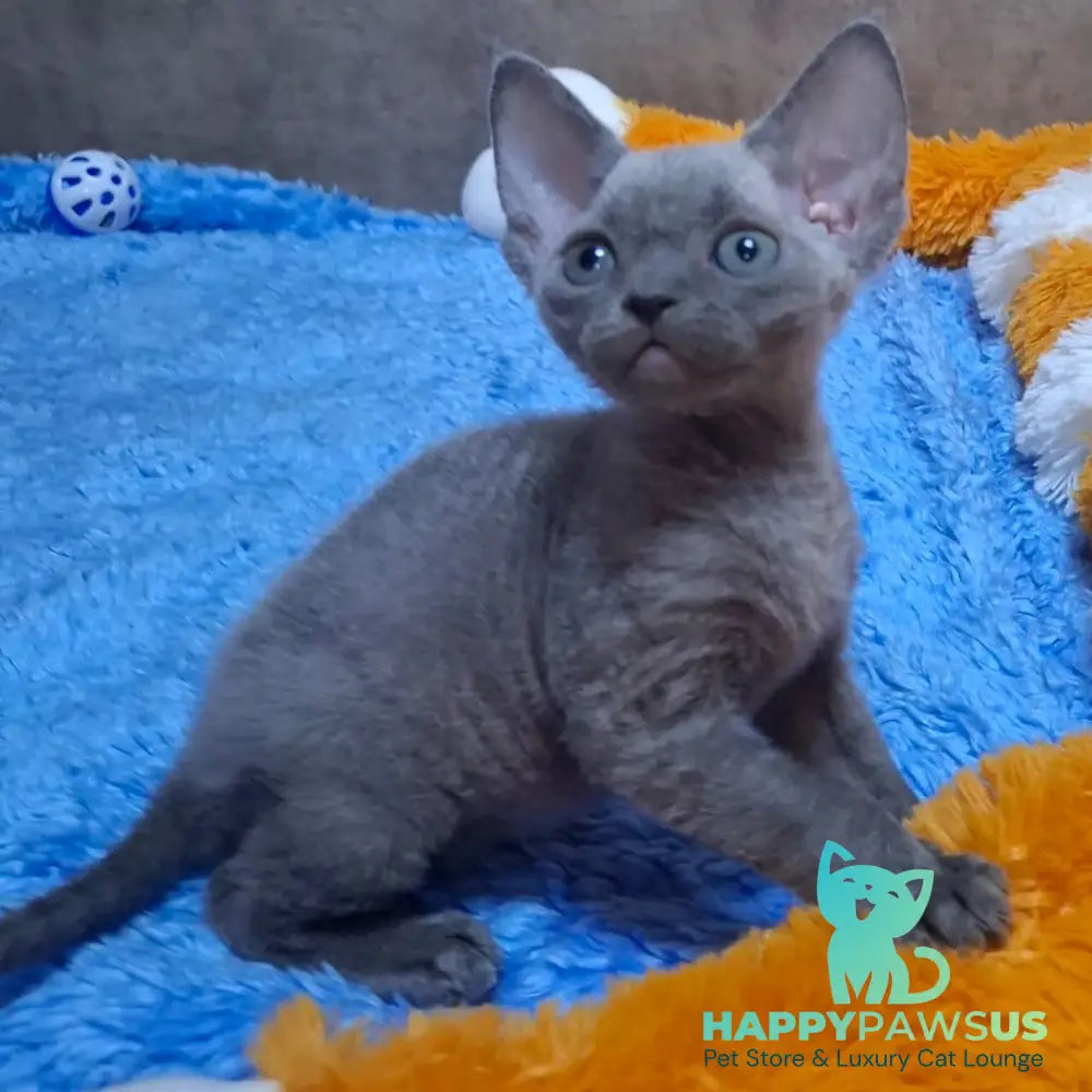 Filip Devon Rex male blue - live animals