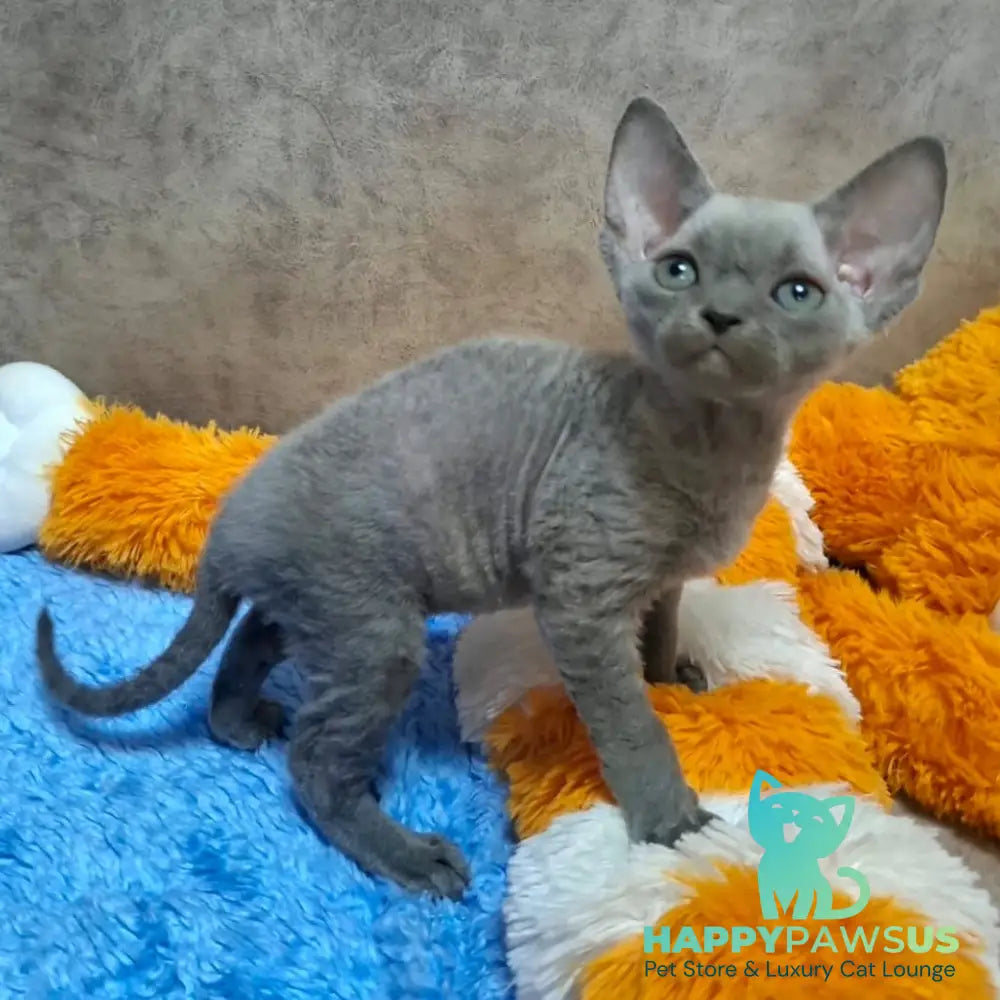 Filip Devon Rex male blue - live animals