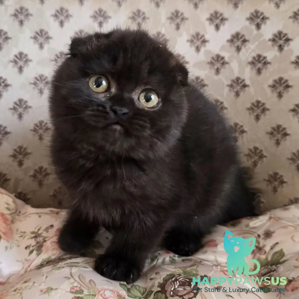 Filip Scottish Fold male black - live animals