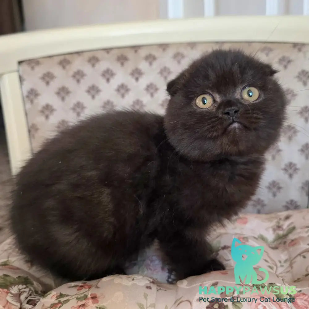 Filip Scottish Fold male black - live animals