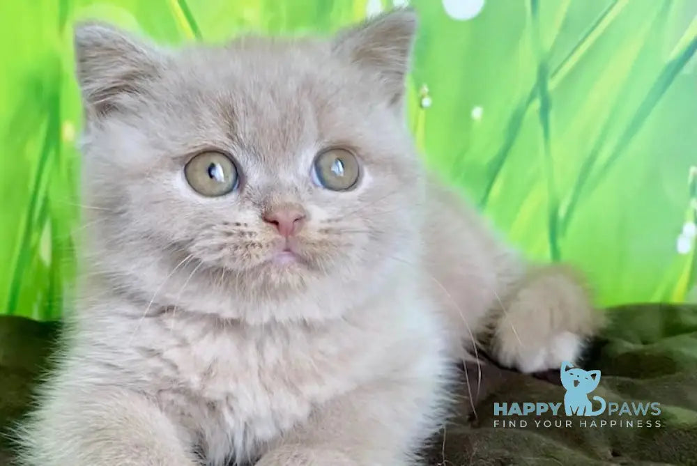 Filipp British Shorthair male fawn live animals