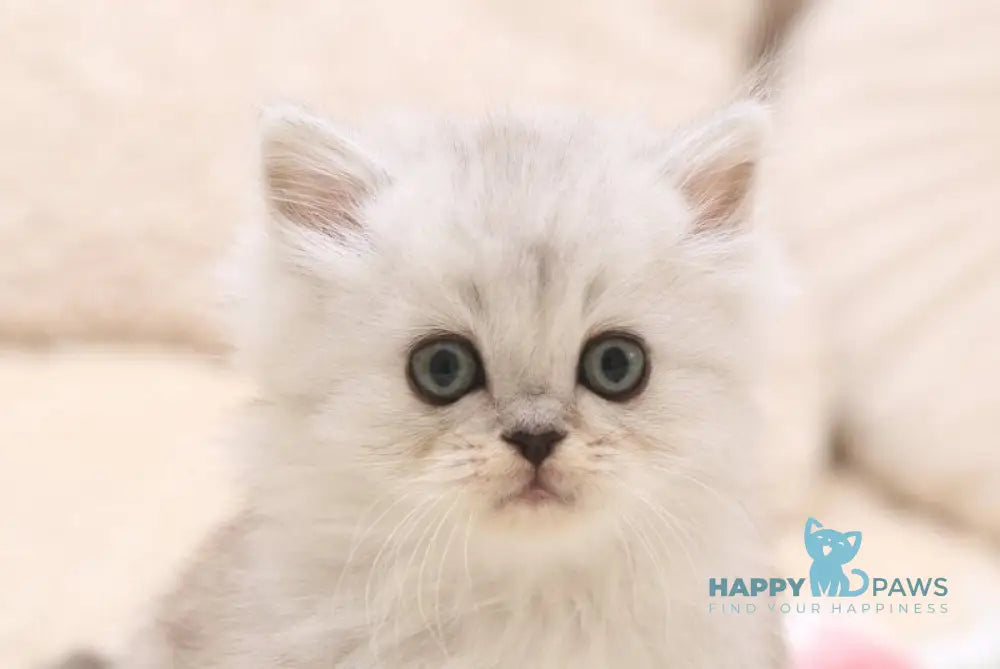 Fillimon Scottish Straight male black silver shaded live animals