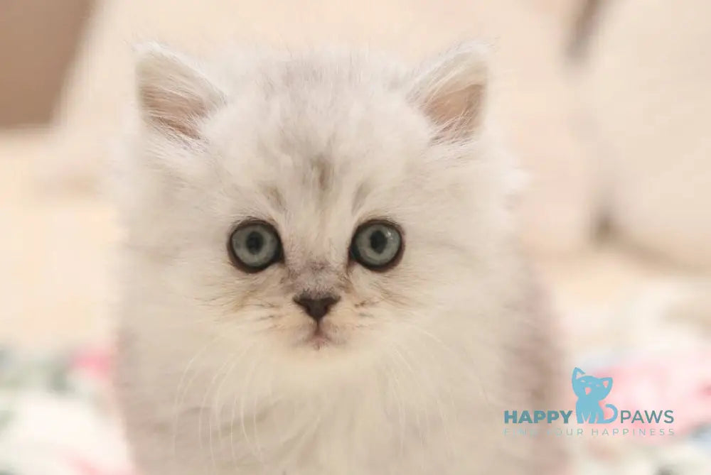 Fillimon Scottish Straight male black silver shaded live animals