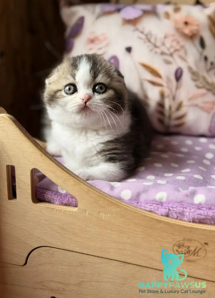 Fillip Scottish Fold male black ticked tabby bicolour - live animals