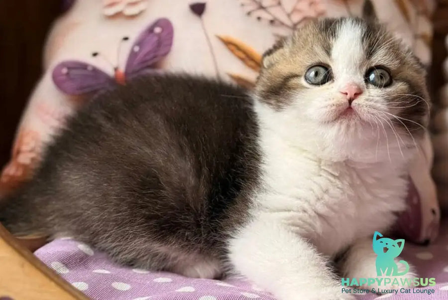 Fillip Scottish Fold male black ticked tabby bicolour - live animals