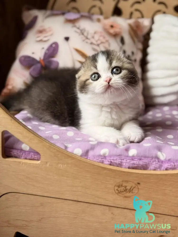 Fillip Scottish Fold male black ticked tabby bicolour - live animals