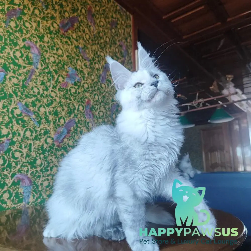 Fillipp Maine Coon male black silver - live animals