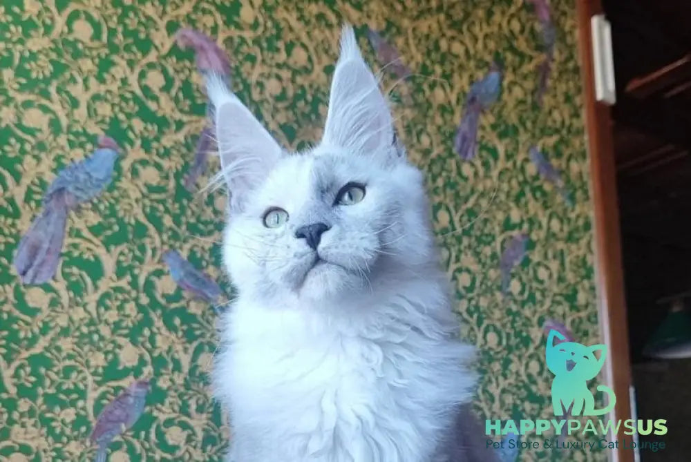 Fillipp Maine Coon male black silver - live animals